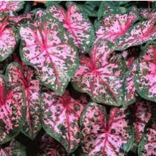 Каладиум Каролин Уортън /Caladium 'Carolyn Whorton'/ 1 бр