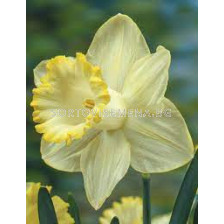 Нарцис /Narciss 'Lemon shake'/ 1 бр - sortovisemena.bg Нарцис /Narciss 'Lemon shake'/ 1 бр