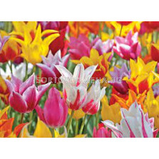 Лале микс / Tulips lily-flowered mix / 