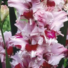 Гладиол / Gladiolus'Thats Love'/ 