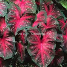 Каладиум Ред Флаш /Caladium 'Red Flash'/- 1 бр
