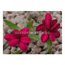Родохипопсис червен  /Rhodohypoxis baurii red / 1 бр