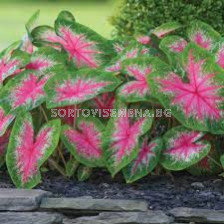 Каладиум Роузбъд /Caladium 'Rosebud'/ - 1 бр