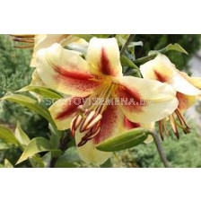 Лилиум-Lilium 'Lavon' - 1 бр