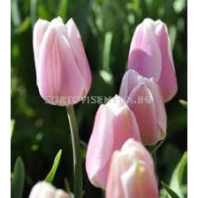Лале /Tulip Gabriella/ 11/12