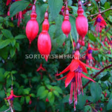 Фуксия - Fuchsia Riccartonii - 1 бр