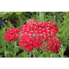 Равнец -паприка / Achillea Paprika/ 1 бр
