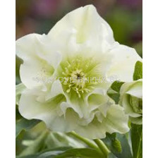 Кукуряк /  Helleborus Double Ellen White / 1 бр				