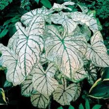Каладиум Бяла Коледа /Caladium 'White Christmas' /- 1 бр