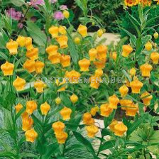 Златна момина сълза / Sandersonia aurantiaca/ 1 бр