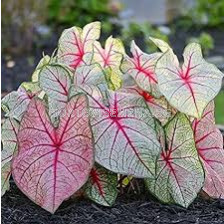 Каладиум Бяла Кралица /Caladium 'White Queen'/ - 1бр