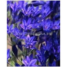 Трителея / Triteleia 'Corrina'/ 10 бр