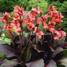 Канна Анджели Canna 'Angelique' -1 бр