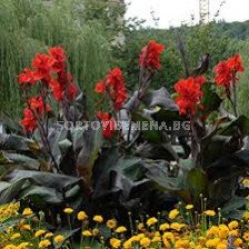 Канна Блек найт /Canna 'Black Night'/ -1 бр