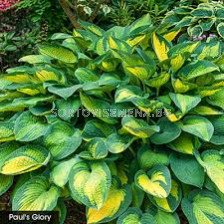 Хоста /HOSTA PAUL'S GLORIE/ 1 бр