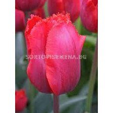 Лале /Tulip Arma/ 1 бр