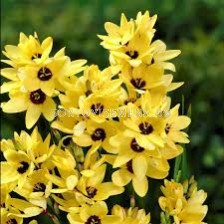 Иксия - Ixia Yellow Emperor - 1 оп- (10 бр)