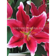 Лилиум - Lilium oriental 'Metropolitan' - 1 бр