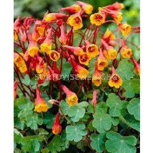 Тропеолум / Tropeaolum tuberosum / 1 бр - sortovisemena.bg Тропеолум / Tropeaolum tuberosum / 1 бр