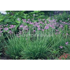 Тулбагрия /Tulbaghia violacea / 1 бр
