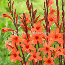 Вастония - Watsonia pyramidata - 1 бр