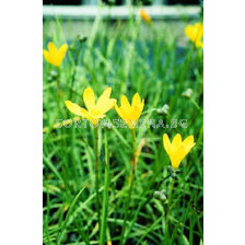 Зефирантес  жълт - Zephyranthus citrina - 1 бр
