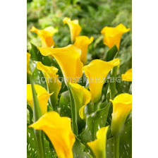 Кала - Zantedeschia 'Florex Gold' - 1 бр