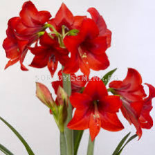 Амарилис /Hippeastrum diamond 'Rapido'/- 1 бр