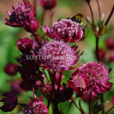 Астранция /Astrantia Ruby Wedding/ 1 бр