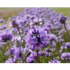 Дихелостема-/Dichelostemma congestum/- 1бр