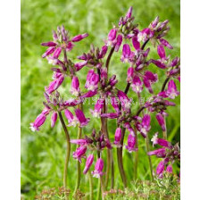 Дихелостема Пинк Даймънд /Dichelostemma 'Pink Diamond'/-1 бр
