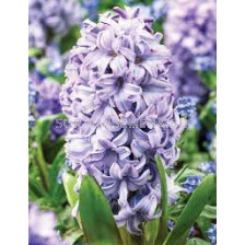 Зюмбюл / HYACINTHS Purple Star/ 15/16