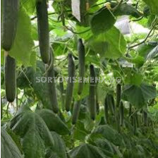 Семена краставици Тесео F1 (SV1399CE) - 100 сем