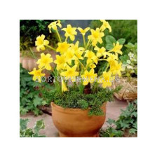 Перуански Нарцис /Chlidanthus fragrans/ 