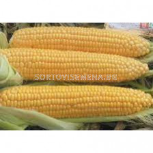 Семена Сладка царевица DRIVER F1-5000 сем