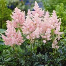 Астилбе - Astilbe Erika - 1 бр		