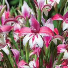 Гладиол Галаксиан /Gladiolus colvillii 'Galaxian'/ 1 бр