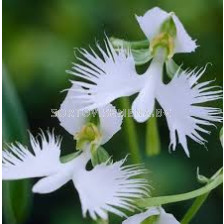 Орхидея /Habenaria variegata/ 1 бр