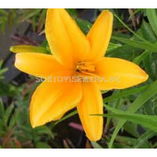Хемерокалис Атен Hemerocallis 'Aten' 1 бр