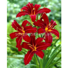 Хемерокалис /Hemerocallis 'Autumn Red'/ 1 бр