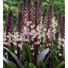 Еукомис Бургунди /Eucomis comosa 'Sparkling Burgundy'/- 1 бр