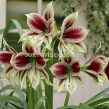 Амарилис /Hippeastrum 'Papilio'/ 1 бр