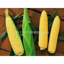 Семена Сладка царевица SENTINEL F1-5000 сем