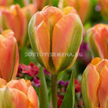 Лале /Tulip Orange Marmelade/ 11/12