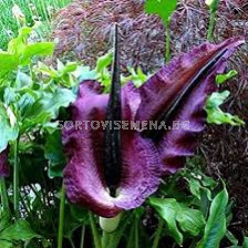 Драконовски арум /Dracunculus vulgaris/ 1 бр