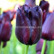 Лале /Tulip Continental/ 11/12