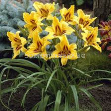 Хемерокалис Бонзанза /Hemerocallis 'Bonanza' 1 бр