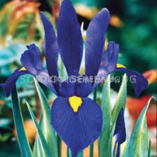 Ирис /Iris dutch 'Blue Pearl'/