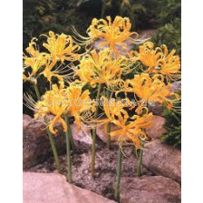Паякова лилия /Lycoris aurea/- 1 бр