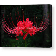 Червена паякова лилия/ Lycoris radiata /- 1 бр